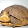3 Toed Box Turtles-3-Toed-Box-Turtles.webp