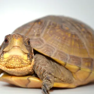 3 Toed Box Turtles-3-Toed-Box-Turtles.webp