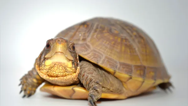 3 Toed Box Turtles-3-Toed-Box-Turtles.webp