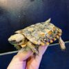 African Pancake Tortoise-African-Pancake-Tortoise.jpg