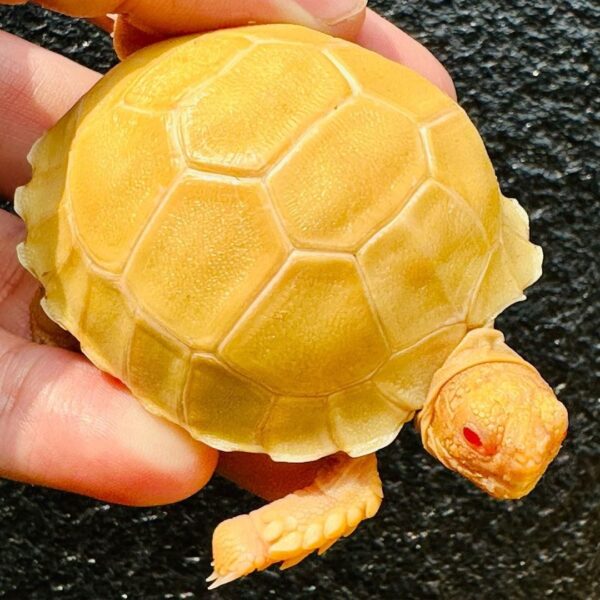 Albino Sulcata Tortoise-Albino-Sulcata-Tortoise.jpg