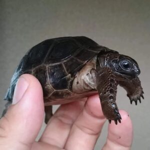 Aldabra Tortoise-Aldabra-Tortoise.jpg