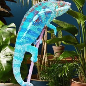 Cap Est Panther Chameleon-Ambanja-Panther-Chameleon-1.jpg