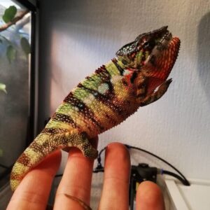 Ambilobe Panther Chameleon-Ambilobe-Panther-Chameleon.jpg