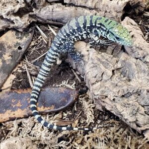 Black and White Argentine Tegu-Black-and-White-Argentine-Tegu.jpg