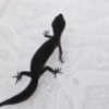 Black night leopard Gecko-Black-night-leopard-Gecko.jpg