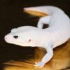 Blizzard Leopard Gecko-Blizzard-Leopard-Gecko.jpg
