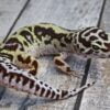Bold Leopard Gecko-Bold-Leopard-Gecko.jpg