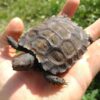 Burmese Brown Mountain Tortoise-Burmese-Brown-Mountain-Tortoise.jpg