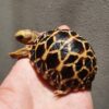 Burmese Star Tortoise-Burmese-Star-Tortoise.jpg