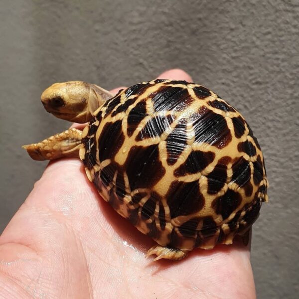 Burmese Star Tortoise-Burmese-Star-Tortoise.jpg