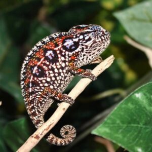 Carpet Chameleon-Carpet-Chameleon.jpg