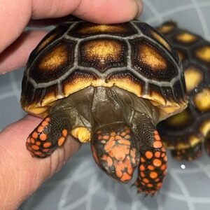 Cherry Head Tortoise-Cherry-Head-Tortoise.jpg