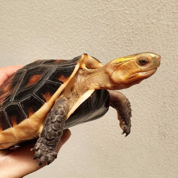 Chinese Box Turtles-Chinese-Box-Turtles.jpg