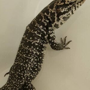 Columbian Tegu-Columbian-Tegu.jpg