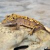 Dalmatian Crested Gecko -Dalmatian-Crested-Gecko.jpg