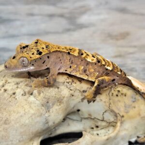 Dalmatian Crested Gecko -Dalmatian-Crested-Gecko.jpg