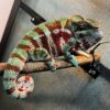 Designer Cross Panther Chameleon-Designer-Cross-Panther-Chameleon.jpg