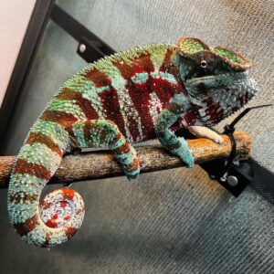 Designer Cross Panther Chameleon-Designer-Cross-Panther-Chameleon.jpg