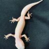Diablo Blanco Leopard Gecko-Diablo-Blanco-Leopard-Gecko.jpg