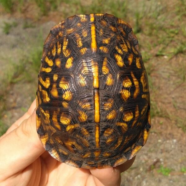 Eastern Box Turtles-Eastern-Box-Turtle.jpg