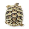 Eastern Hermann’s Tortoise-Eastern-Hermanns-Tortoise.jpg