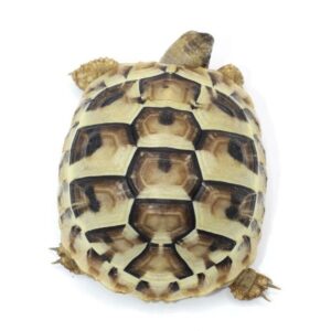 Eastern Hermann’s Tortoise-Eastern-Hermanns-Tortoise.jpg