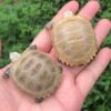 Elongated Tortoise-Elongated-Tortoise.jpg