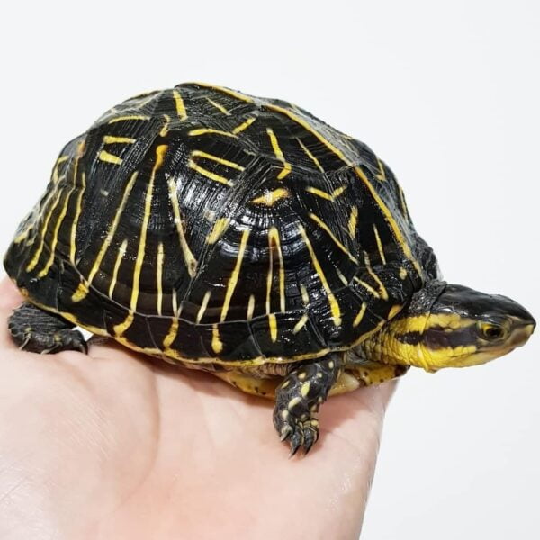 Florida Box Turtle-Florida-Box-Turtle.jpg