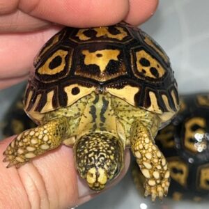 Giant South African Leopard Tortoise-Giant-South-African-Leopard-Tortoise.jpg