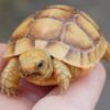 Golden Greek Tortoise-Golden-Greek-Tortoise.jpg