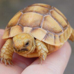 Golden Greek Tortoise-Golden-Greek-Tortoise.jpg