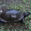 Gulf Coast Box Turtles-Gulf-Coast-Box-Turtles.webp