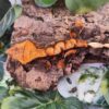 Halloween Crested Gecko-Halloween-Crested-Gecko.jpg