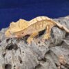 Harlequin Crested Gecko-Harlequin-Crested-Gecko.jpg