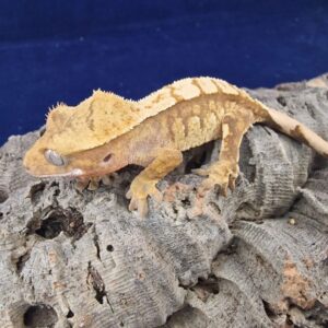 Harlequin Crested Gecko-Harlequin-Crested-Gecko.jpg