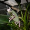 High White Pied Veiled Chameleons-High-White-Pied-Veiled-Chameleons.jpg