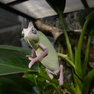 High White Pied Veiled Chameleons-High-White-Pied-Veiled-Chameleons.jpg