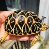 Indian Star Tortoise-Indian-Star-Tortoise.jpg