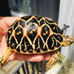 Indian Star Tortoise-Indian-Star-Tortoise.jpg