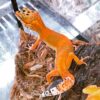 Inferno leopard Gecko-Inferno-leopard-Gecko.jpg