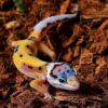 Jungle Designer Leopard gecko-Jungle-Designer-Leopard-gecko.jpg