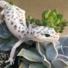 Mack Snow Leopard Gecko-Mack-Snow-Leopard-Gecko.jpg