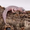 Mack Super Snow Leopard Gecko-Mack-Super-Snow-Leopard-Gecko.jpg