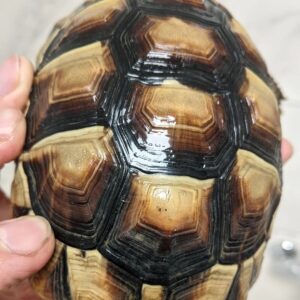 Marginated Tortoise-Marginated-Tortoise.jpg
