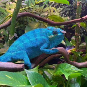 Nosy Be Panther Chameleon-Nosy-Be-Panther-Chameleon.jpg