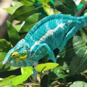 Nosy Faly Panther Chameleon-Nosy-Faly-Panther-Chameleon.jpg