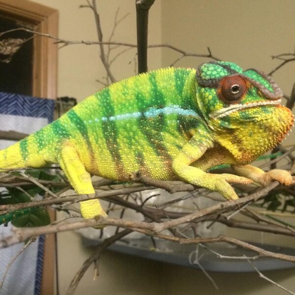 Nosy Mitsio Panther Chameleon-Nosy-Mitsio-Panther-Chameleon.jpg