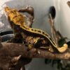 Orange Pinstripe Crested-Orange-Pinstripe-Crested.jpg