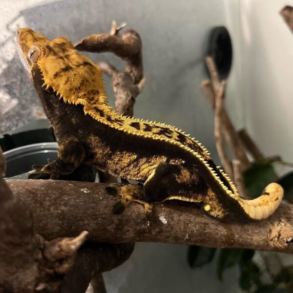 Orange Pinstripe Crested-Orange-Pinstripe-Crested.jpg